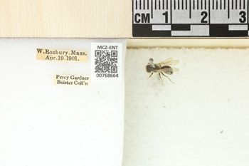Media type: image;   Entomology 768664 Aspect: Labels